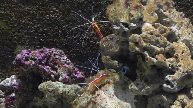 Discover the unique beauty of Stenopodidea marine crustaceans known for their striking colors elongated limbs and fascinating behavior as important members of coral reef ecosystems