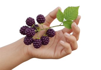 Person delicately holding a small cluster of dark purple berries with attached green leaves against a solid black background