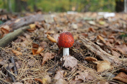 A mushroom in the forest