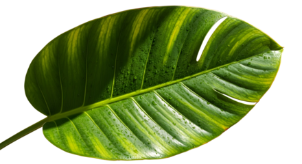 Botanical Serenity: A close-up shot showcasing the intricate beauty of a vibrant, verdant leaf, with textured details and a captivating blend of green and yellow hues.