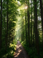 Fototapeta premium path in the forest