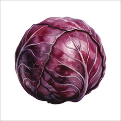 Fototapeta premium Watercolor Red Cabbage Illustration on White Background 