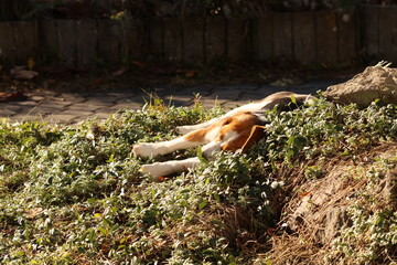 A cute Beagle dog (Canis familiaris) resting in a sunny garden, lying in green ground cover and looking at the camera.