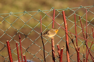 A beautiful European Robin (Erithacus rubecula) perches on a vibrant red dogwood branch in a garden, with a chain-link fence and soft bokeh background. Robins are fiercely territorial.