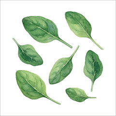 Watercolor Spinach Leaves Illustration on White Background

