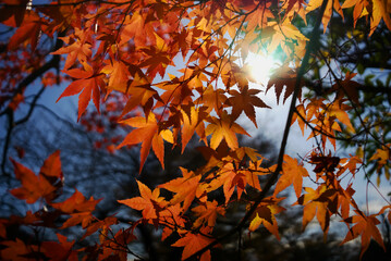 秋の鮮やかな日本モミジの葉が、逆光の木漏れ日で美しく輝くクローズアップ