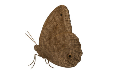 Fototapeta premium Brown butterfly showing delicate wings and antennae, cut out insect flying or resting, with a transparent background