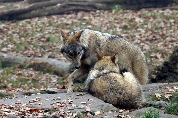 loup