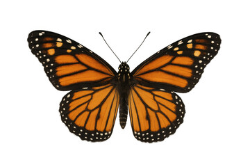 Obraz premium Monarch butterfly with orange and black wings, flying with open wings, isolated on transparent background