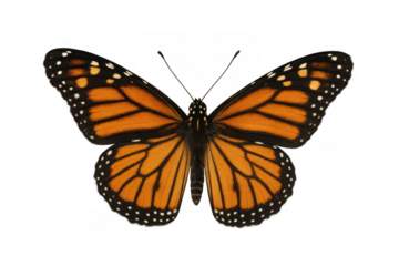 Monarch butterfly with orange and black wings, flying with open wings, isolated on transparent background