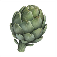 Obraz premium Watercolor Artichoke Illustration on White Background 