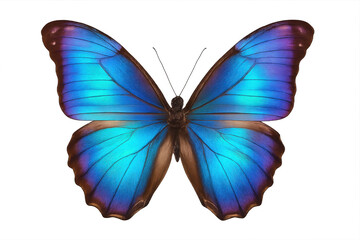 Striking blue morpho butterfly with iridescent wings and a deep brown body, set against a clear background