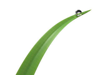 Transparent sphere of liquid rests upon the curved edge of a bright green botanical blade against a dark background.