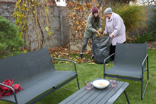 Garden cleanup: two women collecting autumn leaves in a backyard