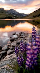 Naklejka premium Purple lupine flowers by mountain lake at sunset with dramatic sky reflection on calm water surface. Perfect for nature tourism advertising.