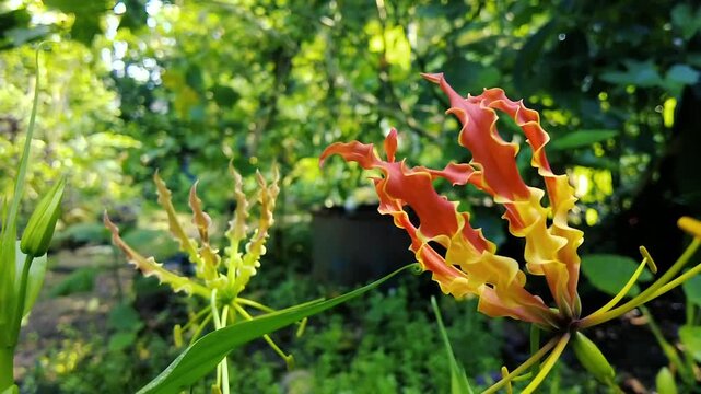 Exotic Gloriosa Superba Flame Lily flower blooming in green tropical garden nature