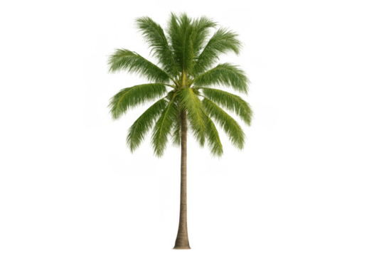 Tropical palm tree with green fronds and brown trunk isolated on transparent background, symbolizing vacation and paradise - Powered by Adobe