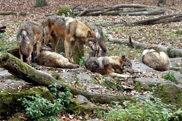 loup