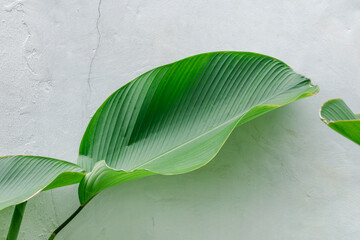 Calathea Lutea plant with green leaves and white wall