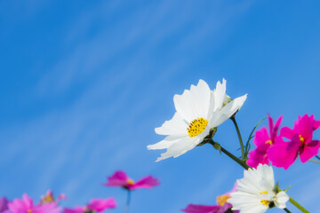 コスモスと青空
