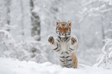 Adorable tiger cub standing on hind legs in a snowy winter forest, paws raised