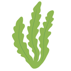 Seaweed 