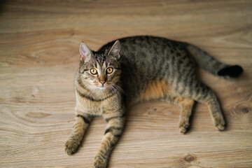 Tabby kitten lying on the floor at home