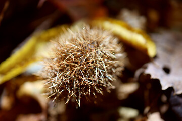 トゲが鋭い栗の実の殻