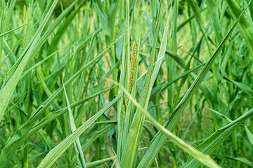 Close-up view captures the lush texture of overlapping green corn leaves and the developing golden tassel of  young corn plants. Ideal background for agribusiness.
