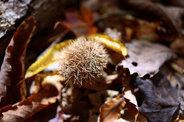トゲが鋭い栗の実の殻