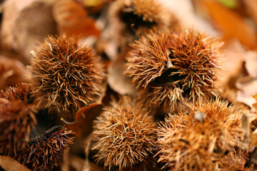 森に落ちている栗の実の殻