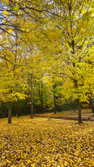 Naklejka premium Golden autumn forest with yellow leaves covering the ground, fall season nature landscap