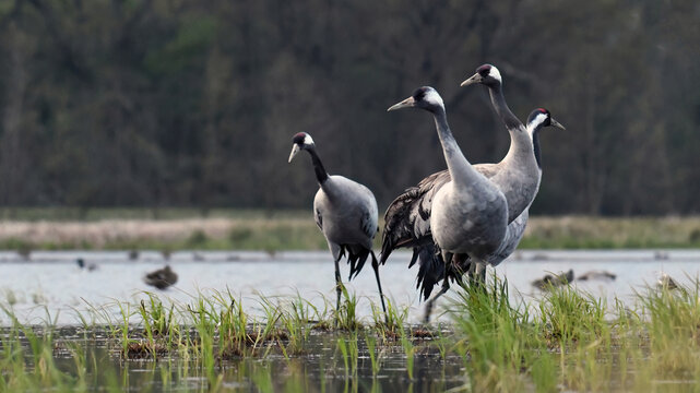 Common crane (Grus grus) in the wild. Early morning on swamp erens.