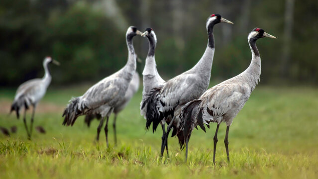 Common crane (Grus grus) in the wild. Early morning on swamp erens.