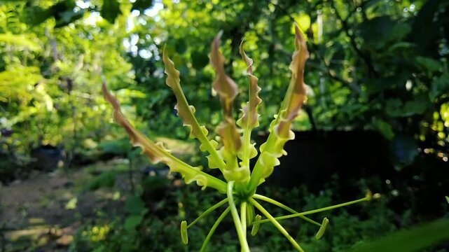 Exotic Gloriosa Superba Flame Lily flower blooming in green tropical garden nature