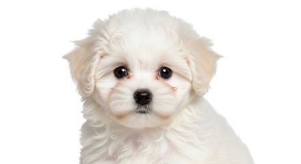 An adorable, fluffy white puppy gazes directly at the viewer with innocent, expressive eyes.