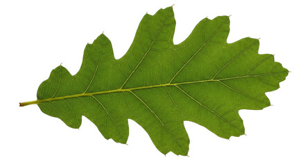 Detailed close-up of a vibrant green oak leaf against a solid black background, creating contrast.