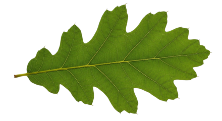 Detailed close-up of a vibrant green oak leaf against a solid black background, creating contrast.