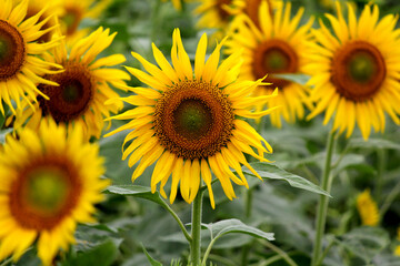 Vibrant Sunflower Field in Full Bloom – Nature Landscape Photography
