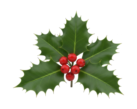 Spiky green leaf structure displays bright red clustered berries against a stark black background