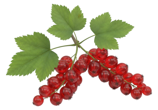 Clusters of ripe translucent red berries grow attached to stems with deeply lobed green leaves