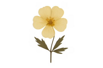 Pressed yellow flower head and green leaves preserving botanical beauty for a decorative design element on transparent background