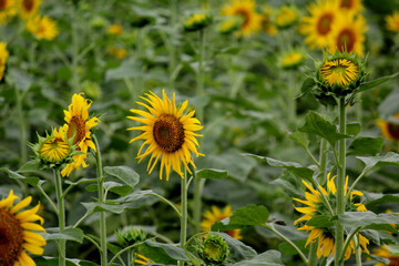 Vibrant Sunflower Field in Full Bloom – Nature Landscape Photography