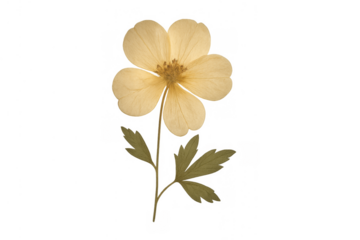 Pressed yellow flower creating a vintage herbarium botanical specimen on transparent background