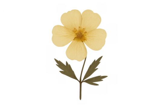 Pressed yellow flower head and green leaves preserving botanical beauty for a decorative design element on transparent background - Powered by Adobe