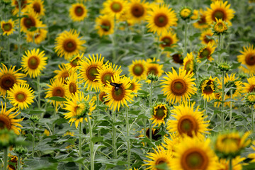 Vibrant Sunflower Field in Full Bloom with Pollinating Bee