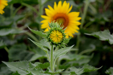 Sunflower Bud Macro Photography – Close-Up Bloom and Yellow Flower Garden Background