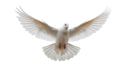Fototapeta premium Majestic white dove soars with open wings, a symbol of peace and hope against a black background.