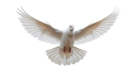 Majestic white dove soars with open wings, a symbol of peace and hope against a black background.