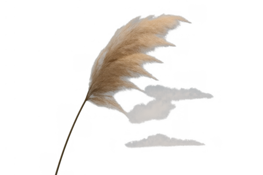 Pampas grass botanical plant with a light beige fluffy plume, isolated and swaying on a transparent background